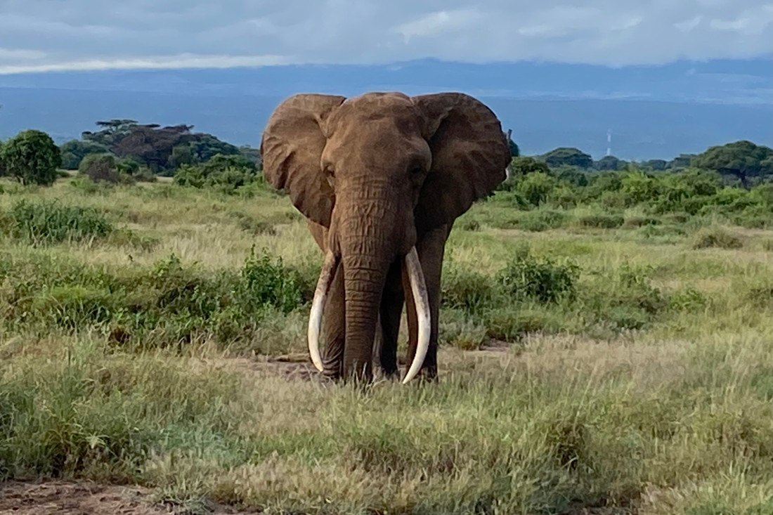 Slon u krvavom pohodu: Ubio najmanje 20 ljudi od početka godine