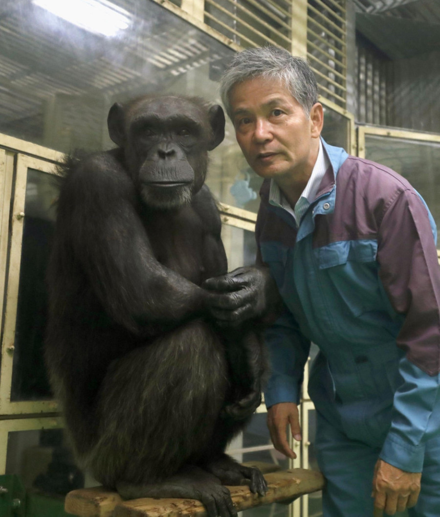 Tužna vest: Šimpanza koja je znala da broji i crta preminula u 49. godini, iza sebe ostavila sina