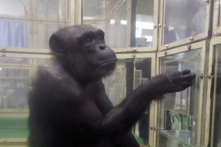 Tužna vest: Šimpanza koja je znala da broji i crta preminula u 49. godini, iza sebe ostavila sina