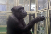 Tužna vest: Šimpanza koja je znala da broji i crta preminula u 49. godini, iza sebe ostavila sina