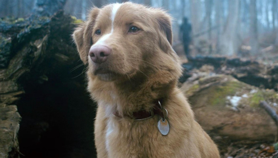 Objavljene nominacije za Zlatnu malinu: Među najgorim glumcima i slavni De Niro za dvostruku ulogu (VIDEO)