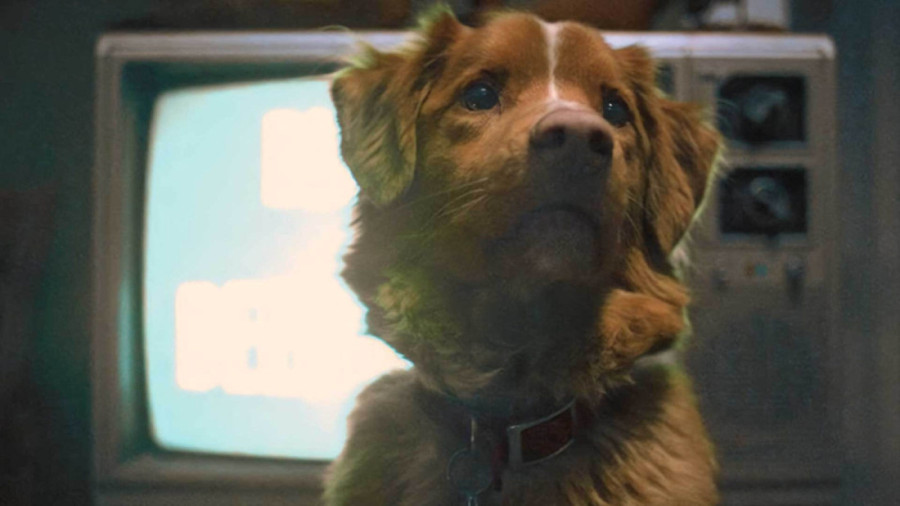 Neverovatno, ali istinito: Pas Indi osvojio veliku glumačku nagradu i ušao u istoriju: Društvene mreže usijane (FOTO/VIDEO)