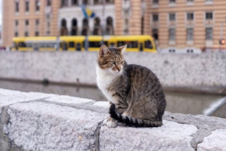 Veliko slavlje na Baščaršiji! Pronađen Fatmir - jurio ženske pa završio u kafiću!