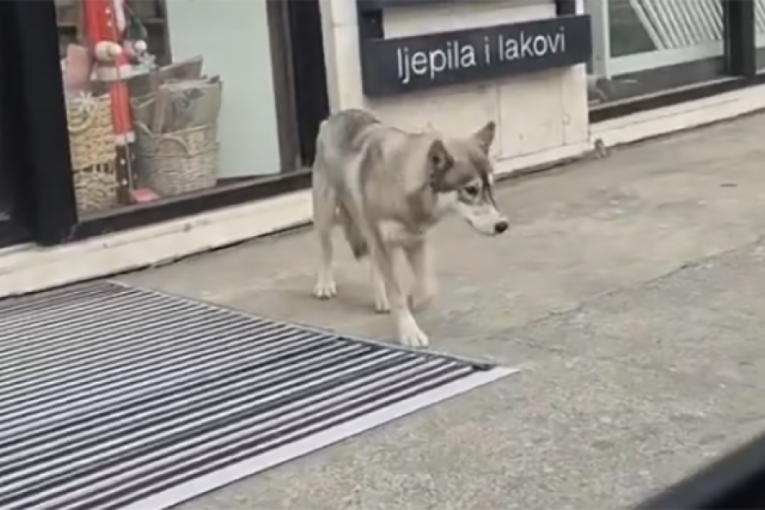 Nepoznata životinja snimljena na ulicama Podgorice! Ljudi uplašeni, a policija ne reaguje