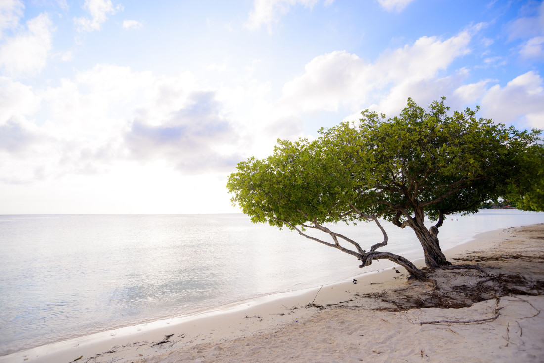 Aruba, plaže Kariba, večno proleće i burger od noja