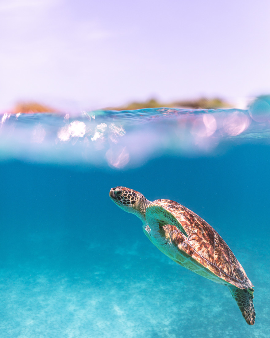 Aruba, plaže Kariba, večno proleće i burger od noja