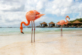 Aruba, plaže Kariba, večno proleće i burger od noja