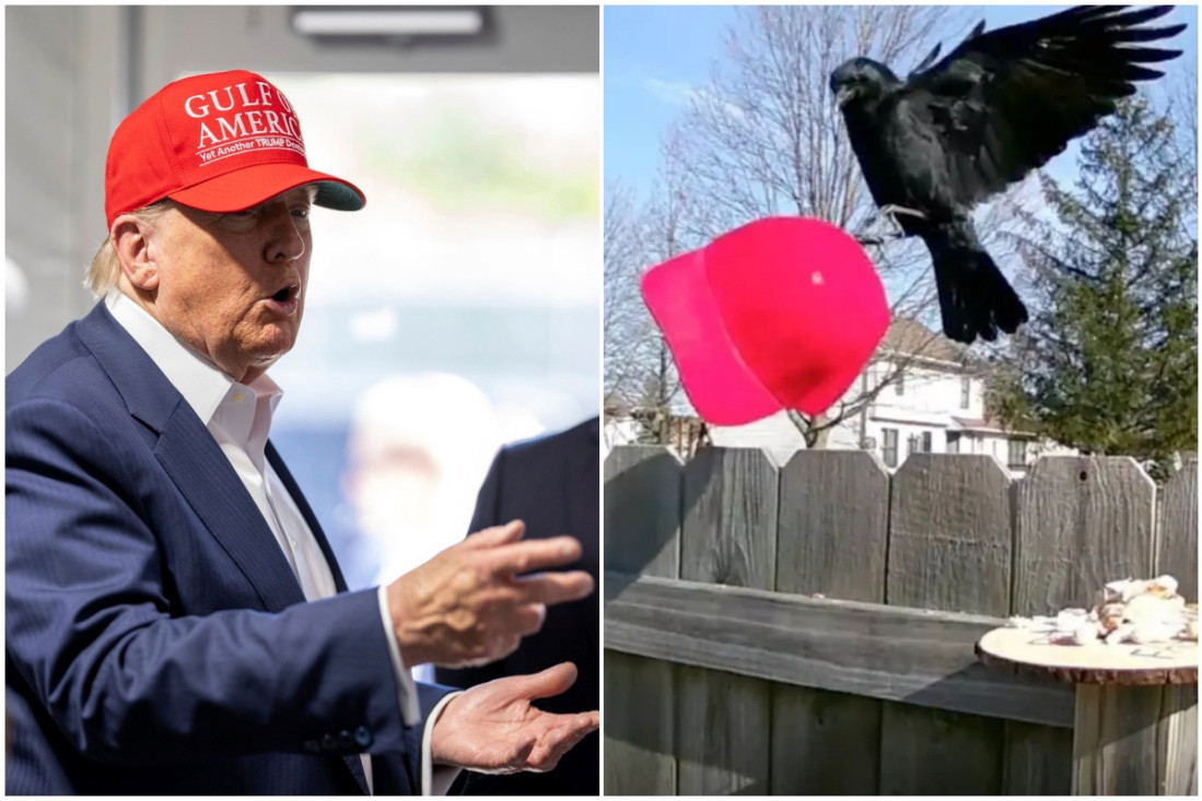 Muškarac istrenirao vrane da kradu Trampove crvene kačkete: Pola interneta besno na njega, pola oduševljeno (FOTO)