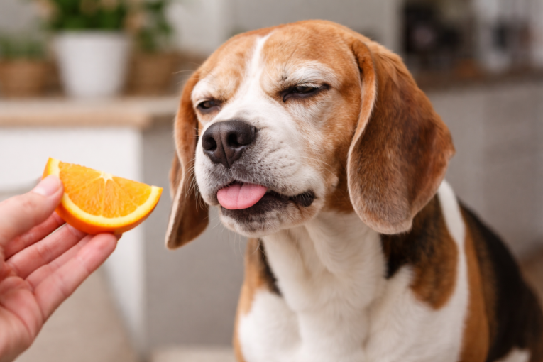 Upozorenje za vlasnike pasa: Psi ne podnose ove mirise, a mogu biti štetni i po njihovo zdravlje