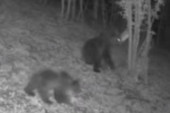 Dva medveda u šetnjici na Tari: Snimile ih kamere (VIDEO)