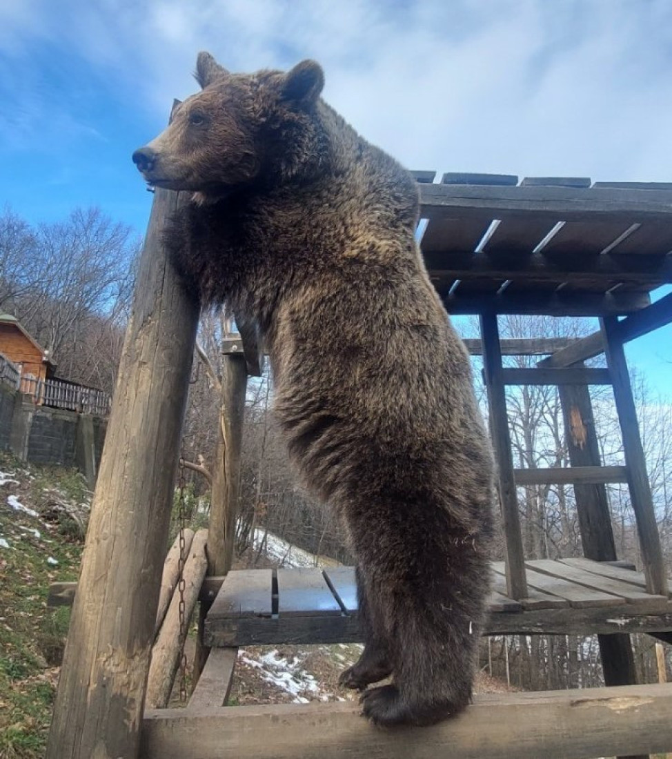 Spasene od sigurne smrti, danas se maze sa ljudima: Medvedice Maša i Ljubica postale su prava atrakcija Ozrena (FOTO)