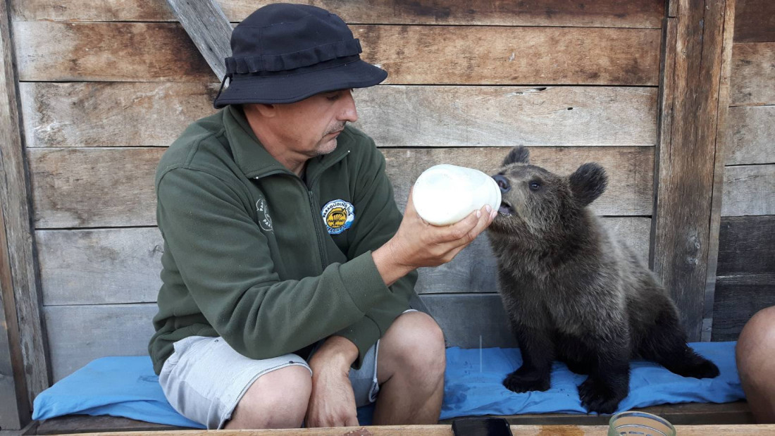 Spasene od sigurne smrti, danas se maze sa ljudima: Medvedice Maša i Ljubica postale su prava atrakcija Ozrena (FOTO)