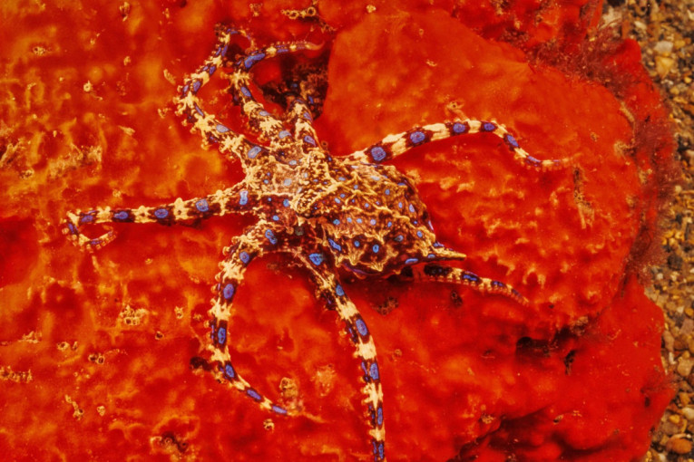 Jedva je ostao živ: Muškarca napalo stvorenje čiji je otrov 1200 puta jači od cijanida (FOTO)