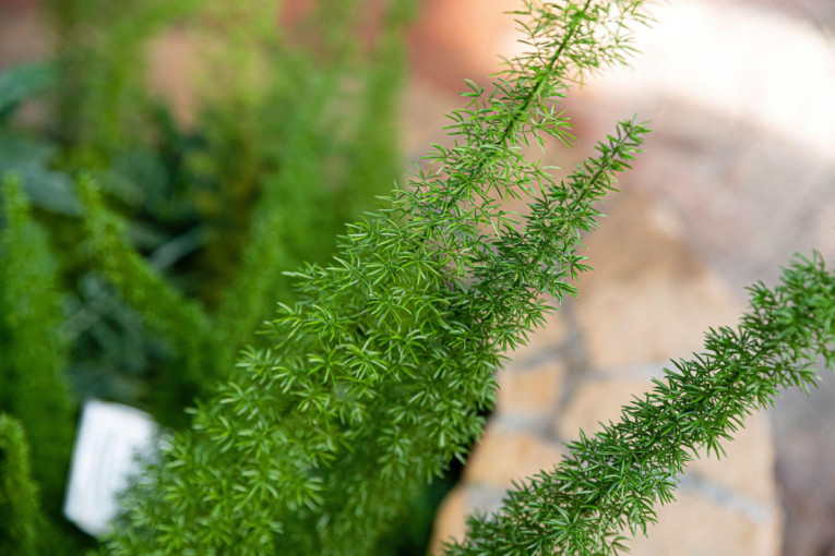 Ko zakasni u aprilu, plaća više: Evo kako da pametno isplanirate letovanje
