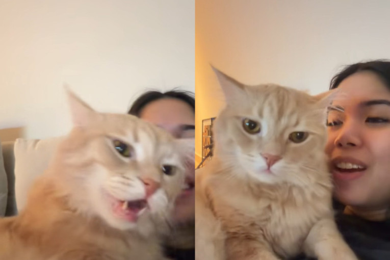 Osvojila je TikTok: Ova narandžasta maca peva u duetu sa svojom vlasnicom (VIDEO)
