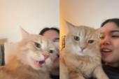 Osvojila je TikTok: Ova narandžasta maca peva u duetu sa svojom vlasnicom (VIDEO)