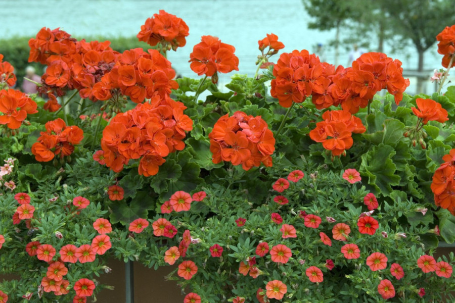 Mesec savršen za setvu i pripremu: Ove tri vrste cveća treba posaditi već u januaru