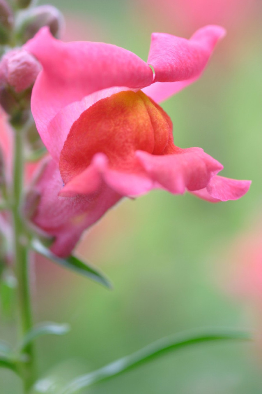 Mesec savršen za setvu i pripremu: Ove tri vrste cveća treba posaditi već u januaru