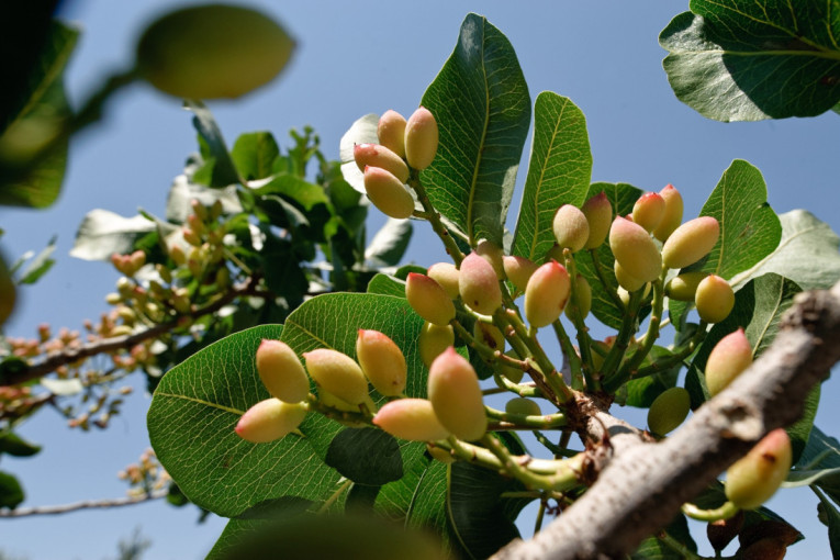 Tri bedema! Ovo su prepreke za srpskog privrednika (FOTO)