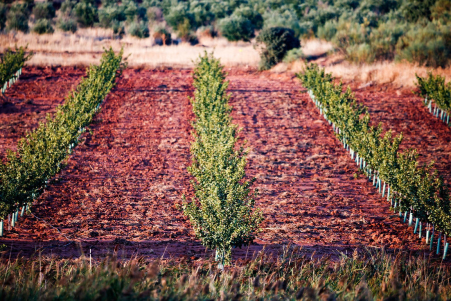 Malo ko zna da ovo drvo rađa profit decenijama: Omiljena poslastica koja puni džepove!