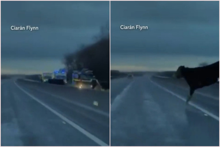 Krava preskočila ogradu i izletela na auto-put! Sve zabeležila kamera, snimak je jeziv (VIDEO)