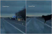 Krava preskočila ogradu i izletela na auto-put! Sve zabeležila kamera, snimak je jeziv (VIDEO)