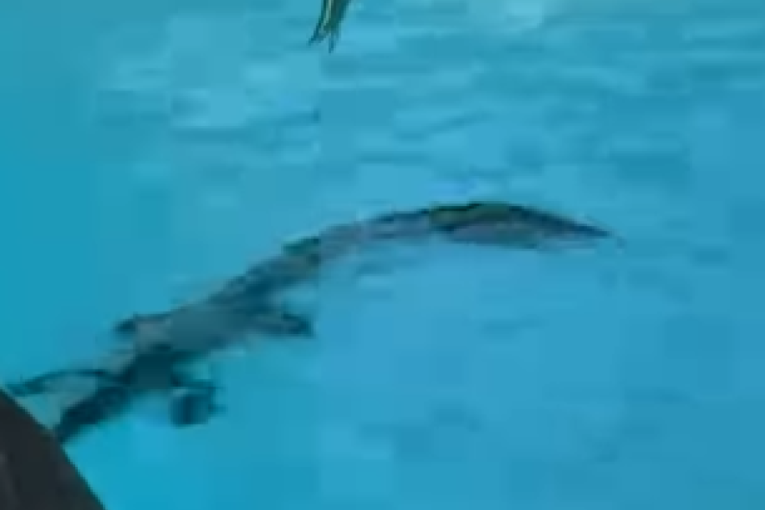 Luksuzni odmor sa nezvanim gostom: Gosti su ostali u šoku kada su ga videli u hotelskom bazenu (FOTO)