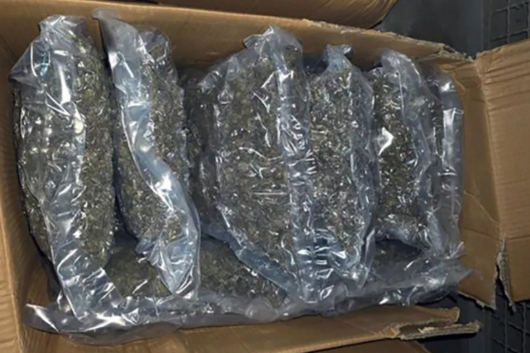 Marihuana u Negotinu: U kući sasušene stabljike droge