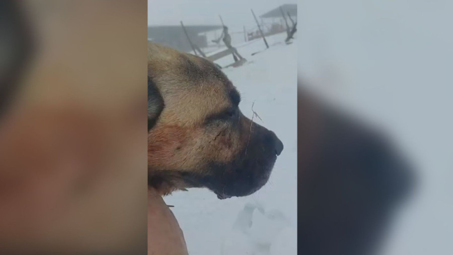 UZNEMIRUJUĆE Misteriozni leš kod Subotice: Meštani u šoku! (VIDEO)