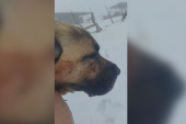 Krvoločna borba na Pešteru: Neustrašivi pas spasio ovce od vuka (FOTO)