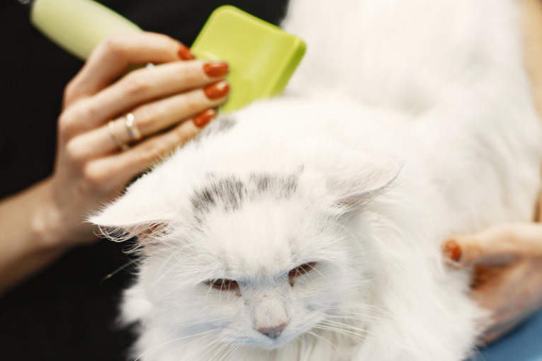 Kuća vam je puna mačjih dlaka? Evo kako da smanjite linjanje vaše ljubimice