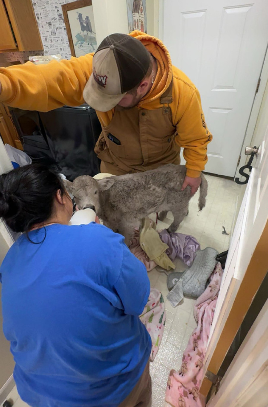 Prizor koji je otopio internet: Farmeri tek rođeno tele sklonili sa ekstremne hladnoće, spavalo sa mališanima (FOTO)