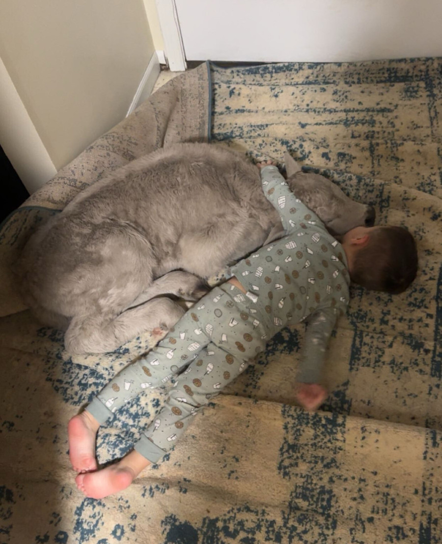 Prizor koji je otopio internet: Farmeri tek rođeno tele sklonili sa ekstremne hladnoće, spavalo sa mališanima (FOTO)