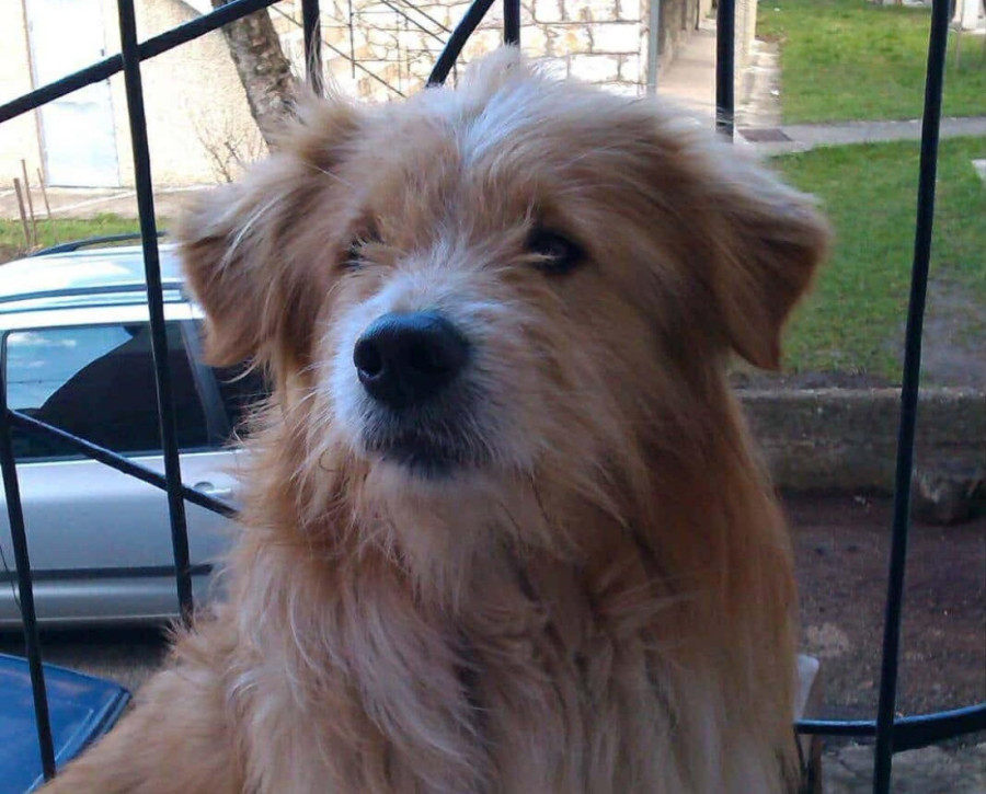 Dočekivao i ispraćao: Građani se u suzama opraštaju od omiljenog gradskog psa (FOTO)