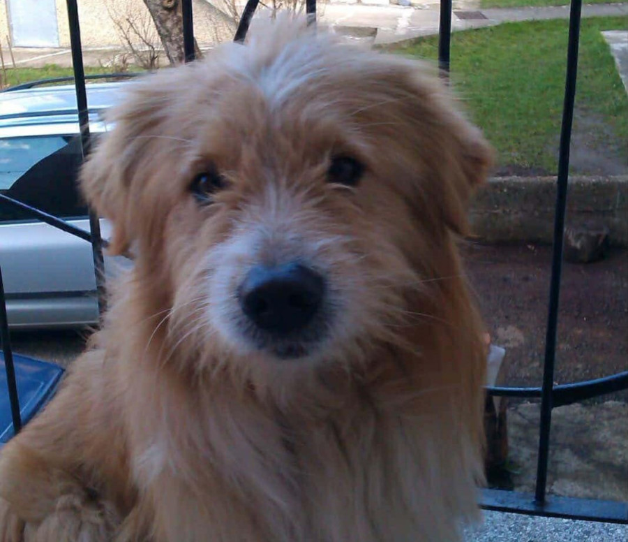 Dočekivao i ispraćao: Građani se u suzama opraštaju od omiljenog gradskog psa (FOTO)