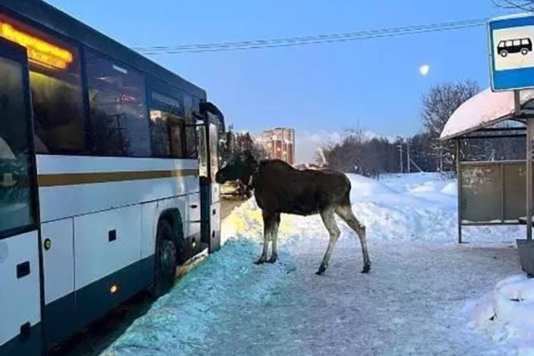 Zbunio i vozače i putnike: Los pokušao da se ukrca u autobus u Rusiji (VIDEO)