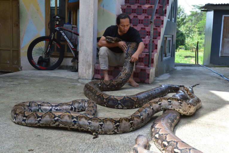 Ginisova rekorderka: Najduža zmija ikada zabeležena u prirodi, evo koliko je duga i teška (VIDEO)