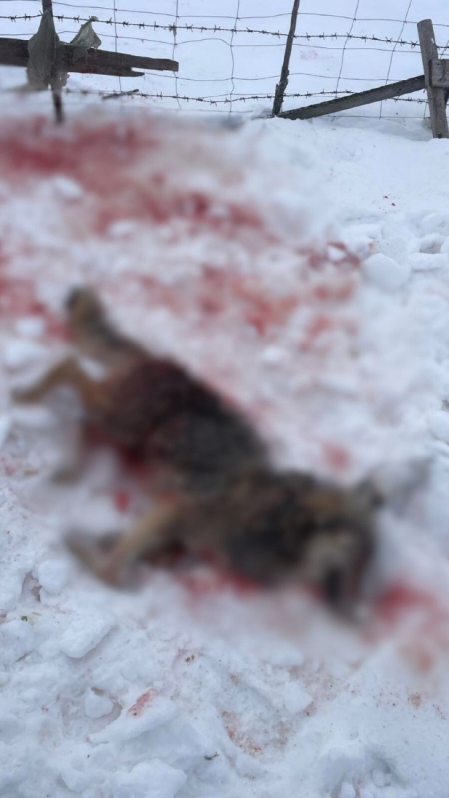 Pas heroj sa Peštera uspešno se oporavlja nakon što je savladao vuka: Ajaz ponovo dane i noći provodi čuvajući svoje stado (FOTO)