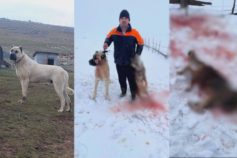 Pas heroj sa Peštera uspešno se oporavlja nakon što je savladao vuka: Ajaz ponovo dane i noći provodi čuvajući svoje stado (FOTO)