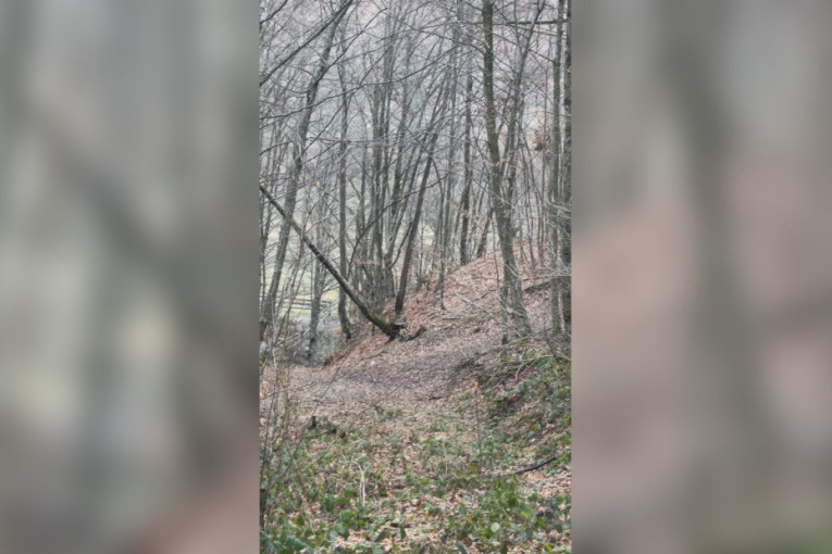 Retko lepa slika iz ivanjičkog kraja: Lovci tokom potrage za divljom svinjom naišli na nešto neočekivano