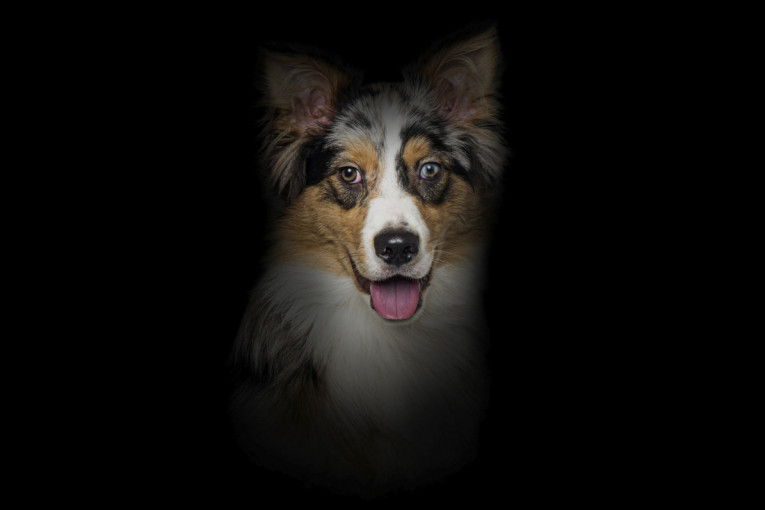 Pas pravi haos dok ste na poslu? Nije nestašan bez razloga, malo ste i vi krivi