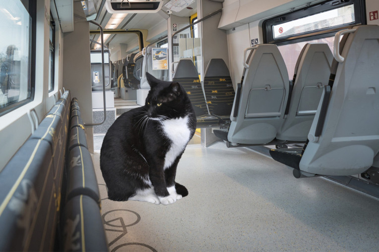 Ovo joj nije prvi put: Crno-bela maca sama sela u voz i stigla do drugog grada