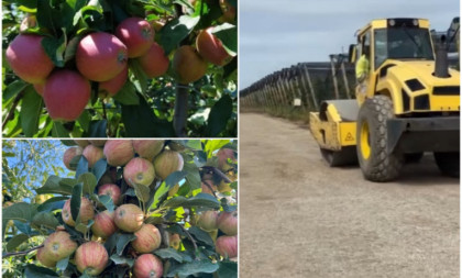Napalci beru srpsku jabuku: Ovo su sezonci sa najveće plantaže u Srbiji