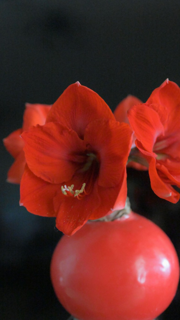 Opasnost vreba za Dan zaljubljenih: Tri vrste popularnog cveća su otrovne za pse