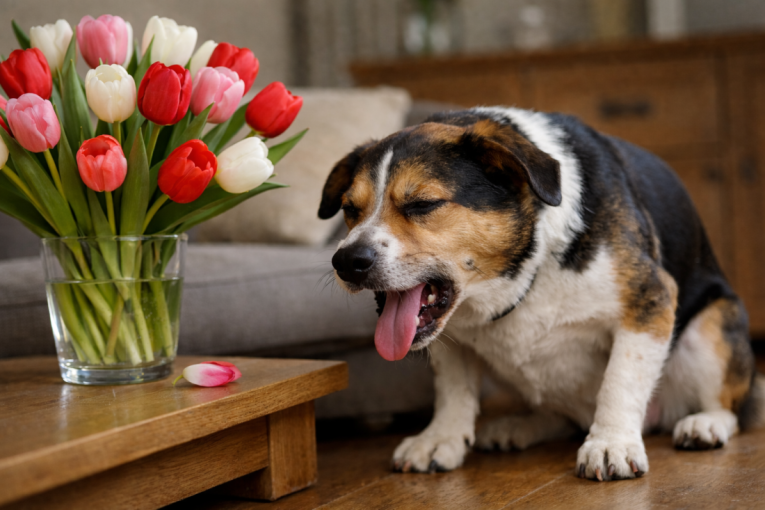 Opasnost vreba za Dan zaljubljenih: 3 vrste popularnog cveća su otrovne za pse