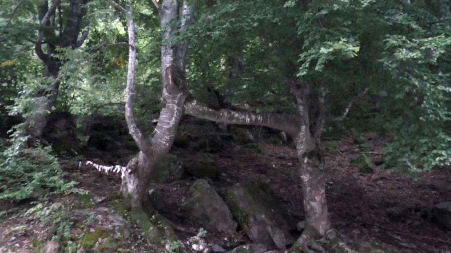 Magične bukve kod Kraljeva: Meštani tvrde da prave čuda, ko ovde dođe, više se ne rastaje