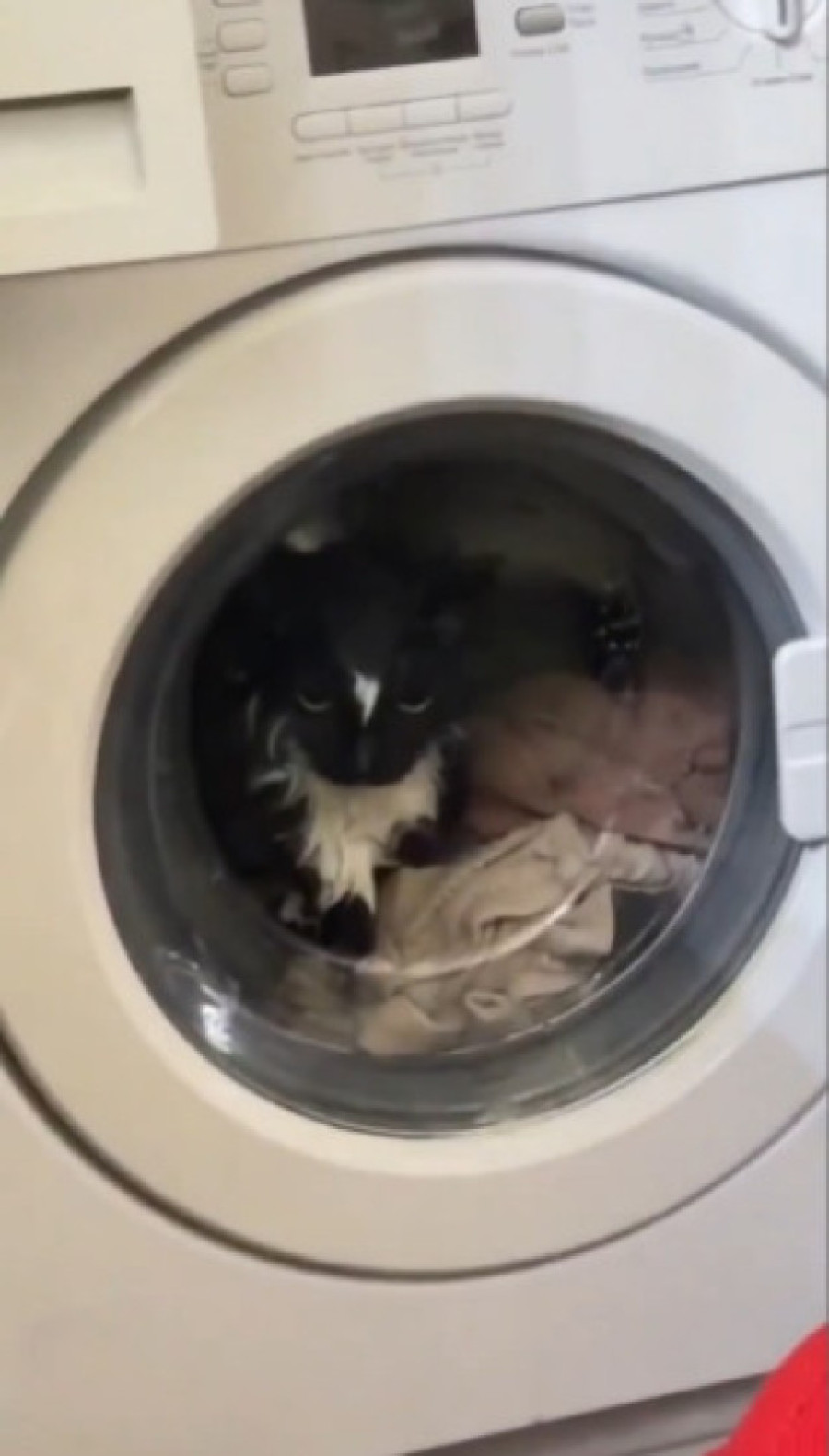Potrošio je jedan od devet života: Mačak ušao u bubanj veš-mašine, vlasnica pokrenula program za pranje (VIDEO)