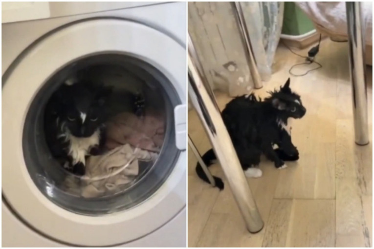 Zašto mačke širom sveta prate Zimske olimpijske igre? Ne zna se da li više vole klizanje ili sankanje (VIDEO)