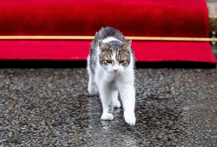 Mačak Lari već 15 godina u rezidenciji britanskog premijera! Dočekivao i ispraćao mnoge šefove vlade (VIDEO)