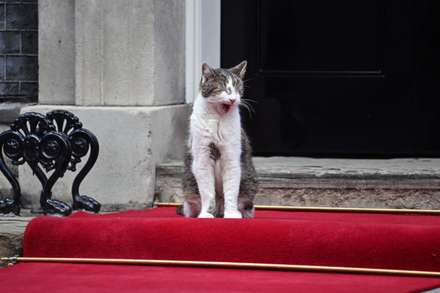Mačak Lari već 15 godina u rezidenciji britanskog premijera! Dočekivao i ispraćao mnoge šefove vlade (VIDEO)